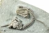 Fossil Crinoid Plate - Crawfordsville, Indiana #231929-1